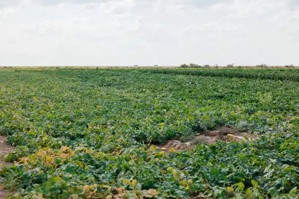 До 10 тысяч гектаров увеличатся посевные площади в Атырауской области (7)