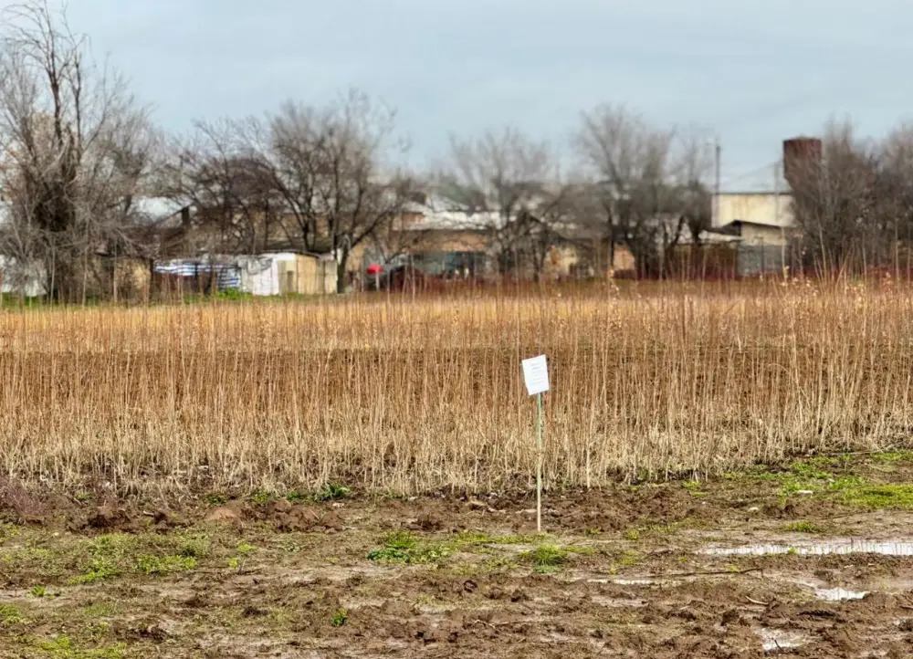 ТУРКЕСТАНСКАЯ ОБЛАСТЬ ЛИДИРУЕТ В РЕСПУБЛИКЕ ПО ПРОИЗВОДСТВУ САЖЕНЦЕВ И ПОСАДКЕ ДЕРЕВЬЕВ (3)