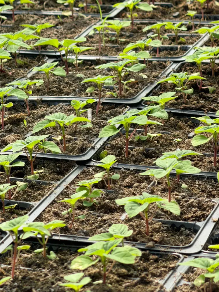 В Алматы цветы украсят более 380 тыс. кв. метров городских территорий (3)