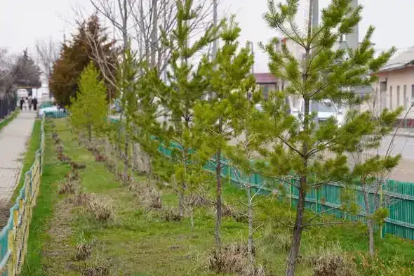 ТУРКЕСТАН: БОЛЕЕ 2000 ЖИТЕЛЕЙ КАЗЫГУРТСКОГО РАЙОНА ПРИНЯЛО УЧАСТИЕ В МАСШТАБНОМ СУББОТНИКЕ (2)