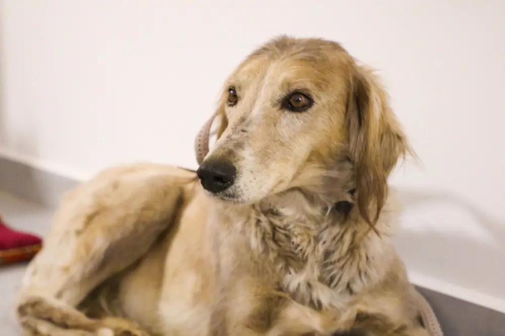 «Наурызнама-2026»: показательное выступление по национальным видам спорта состоится в Астане (7)