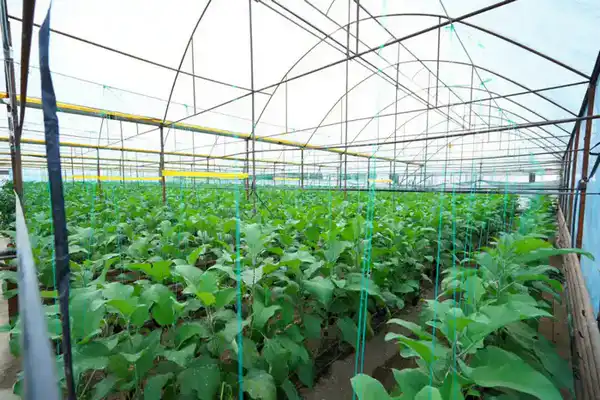 В ТУРКЕСТАНСКОЙ ОБЛАСТИ ЗА ТРИ ГОДА СОЗДАН 201 НОВЫЙ СЕЛЬСКОХОЗЯЙСТВЕННЫЙ КООПЕРАТИВ (8)