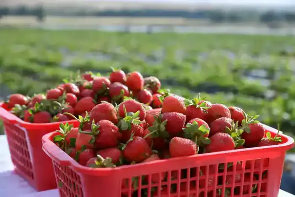 В ТУРКЕСТАНСКОЙ ОБЛАСТИ АКТИВНО ВЕДЕТСЯ ВЕСЕННЯЯ ПОСЕВНАЯ КАМПАНИЯ (6)