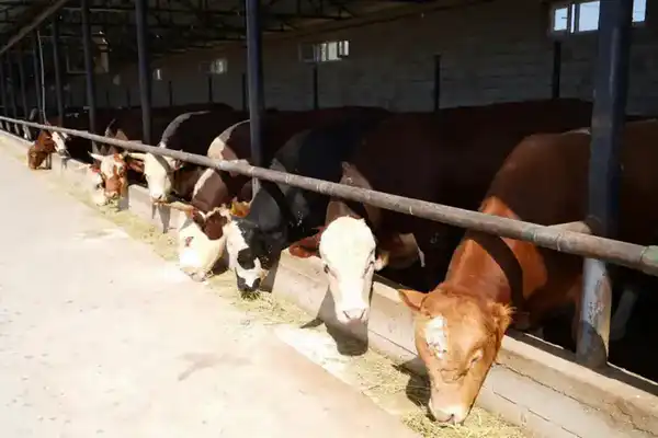 В ТУРКЕСТАНСКОЙ ОБЛАСТИ РАБОТЫ В СФЕРЕ ВЕТЕРИНАРИИ ВЕДУТСЯ ПО ПЛАНУ (8)