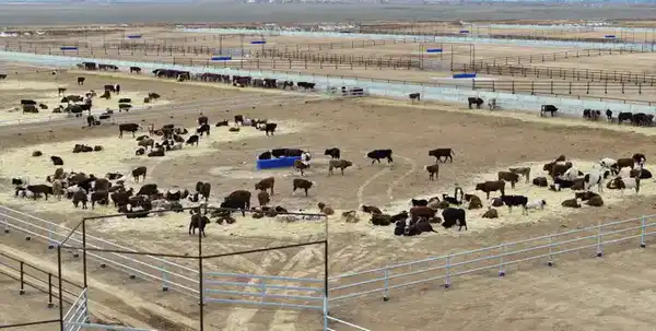 В ТУРКЕСТАНСКОЙ ОБЛАСТИ ЗА ТРИ ГОДА СОЗДАН 201 НОВЫЙ СЕЛЬСКОХОЗЯЙСТВЕННЫЙ КООПЕРАТИВ (5)