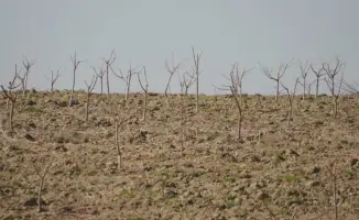 ТУРКЕСТАН: Новый сад на 30 гектарах в Келесском районе создаст рабочие места и увеличит производство фруктов