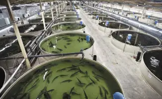 Норвежские технологии и инвестиции: 40 проектов аквакультуры в Казахстане