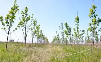 Масштабное озеленение Карагандинской области: новый лес на 90 гектаров