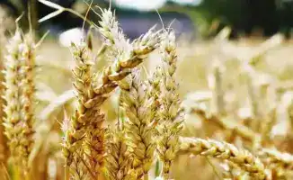 АКК продолжает прием заявок на страхование яровых культур от засухи на сезон-2026