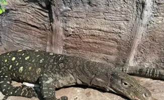 В Алматы открыли террариум с редкими варанами Сальвадора из Новой Гвинеи