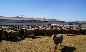 Рост поголовья калмыцкой породы КРС в Акмолинской области способствует развитию мясного животноводства