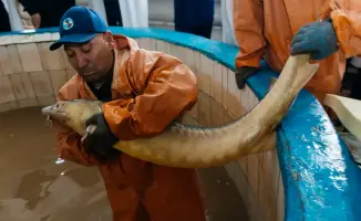 В Махамбетском районе Казахстана запускается завод по выращиванию рыбы с годовой мощностью 130 тонн, что способствует развитию рыбной промышленности региона.