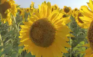 В Кокшетау зазвучит новый ритм: маслоэкстракционный завод на 300 тыс. тонн растительного масла в год