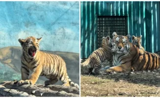 Тройня амурских тигрят: трижды тигрячий успех в Алматы!