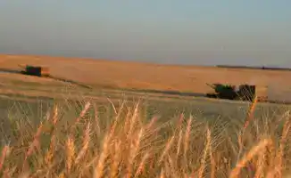 В Туркестанской области завершено 90% вспашки, посевы займут 919 тыс. га