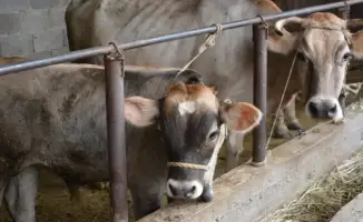 Животноводство Жамбылской области обеспечивает более 52% сельхозпродукции