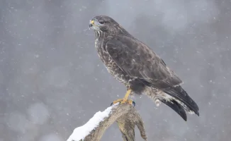 Погода в Астане и Алматы: мартовские прогнозы на три дня