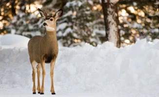 Какой будет погода 13, 14, 15 марта в Астане и Алматы