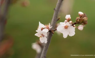 Март в Казахстане: весенний дождь и солнечные улыбки – синоптики предсказывают теплое пробуждение природы