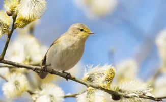 Казахстан ожидает потепление: температура поднимется до +23 градусов с 19 по 21 марта, согласно прогнозу синоптиков Казгидромета.