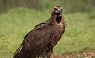 Казахстанский гриф с GPS-трекером погиб в Индии: тревожный сигнал о состоянии миграционных путей птиц