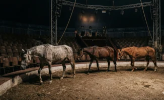 Лошади в Алматинском цирке: обвинения в плохих условиях содержания и здоровье животных