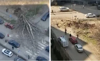 В Алматы огромное дерево рухнуло на перекрестке улиц Минина и Маркова в разгар дня, сообщает Tengrinews.kz. Инцидент произошел самопроизвольно, что вызвало удивление у прохожих и автомобилистов.