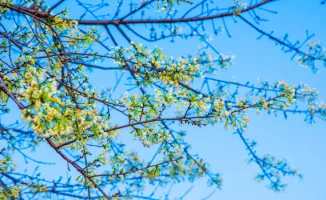 Казахстан в ожидании весенних сюрпризов: прогноз погоды на 26-28 марта в Астане, Алматы и Шымкенте