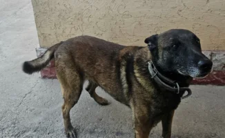 Служебные собаки на пенсии: 12 ветеранов за 561 тенге