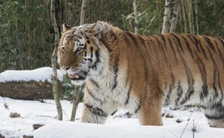 Россия передаст Казахстану четырех амурских тигров для восстановления популяции