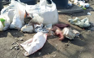 Ужас в Алматы: у мусорных контейнеров найдены обезображенные тела собак