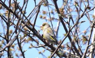 Казахстан: Потепление до +20 градусов в марте - синоптики прогнозируют теплую погоду