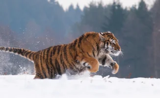 Амурские тигры в Казахстане: первая пара Богдан и Кума