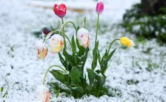 Морозы возвращаются: весна в Казахстане под вопросом