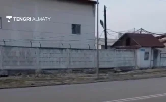 Вырубка деревьев в Алматы: местные власти реагируют на возмущение жителей