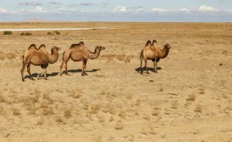Жара в Казахстане: температура воздуха достигнет +32°C, синоптики Казгидромета озвучили прогноз на 31 марта, 1 и 2 апреля