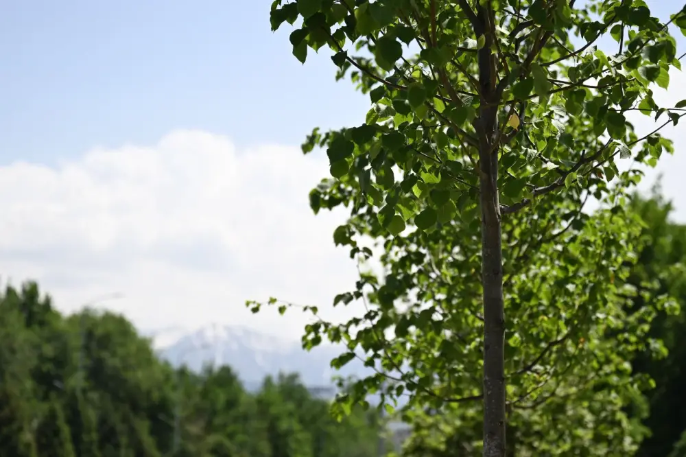 В Алматы начинается четырехэтапная биологическая обработка зеленого фонда (2)