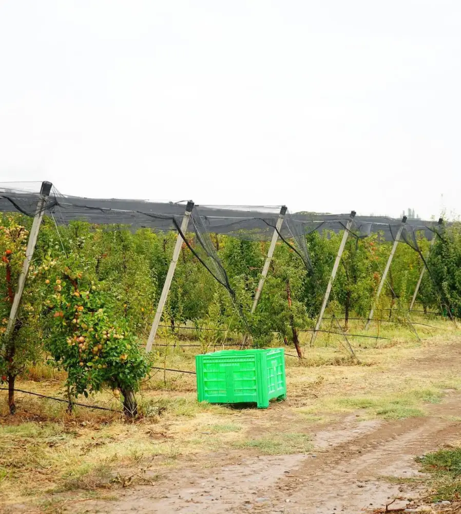 ТҮРКІСТАН ОБЛЫСЫНДА «DALA FRUIT» АГРОӨНЕРКӘСІПТІК КЕШЕНІ ТАБЫСТЫ ЖҰМЫС ІСТЕП ТҰР (2)