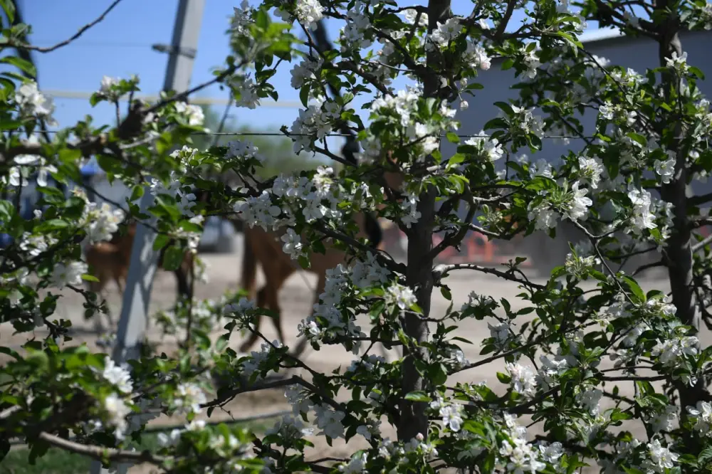 Яблоневые сады Алматинской области: от цветения к богатому урожаю (2)