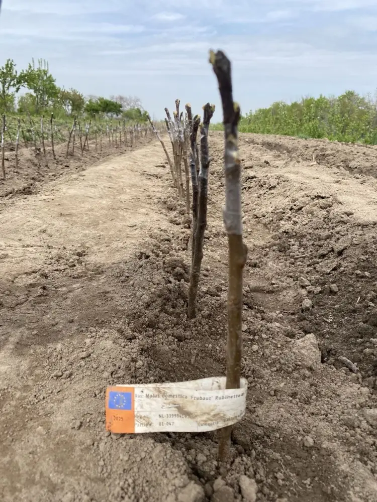 7000 подвоев яблони из Нидерландов завезли в Казахстан (3)