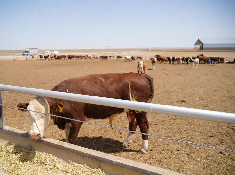 Откормочный комплекс на 50 тысяч голов КРС запустят в Туркестанской области в июле 2026 года (3)