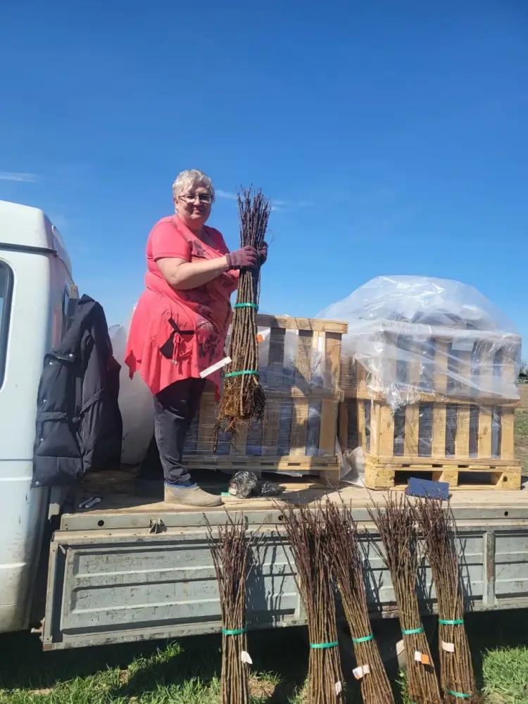 7000 подвоев яблони из Нидерландов завезли в Казахстан (4)