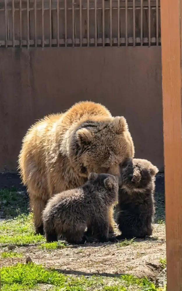 В Алматинском зоопарке родились краснокнижные медвежата (2)