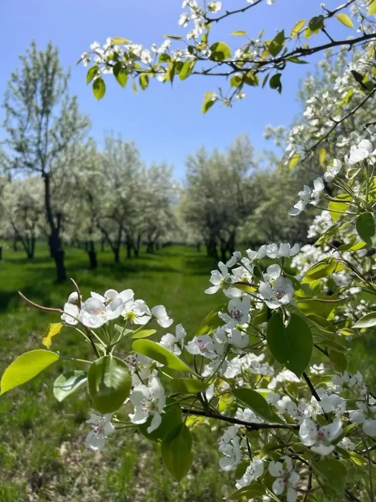 7000 подвоев яблони из Нидерландов завезли в Казахстан (5)
