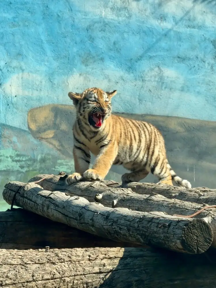 В Алматинском зоопарке родились три амурских тигренка (2)