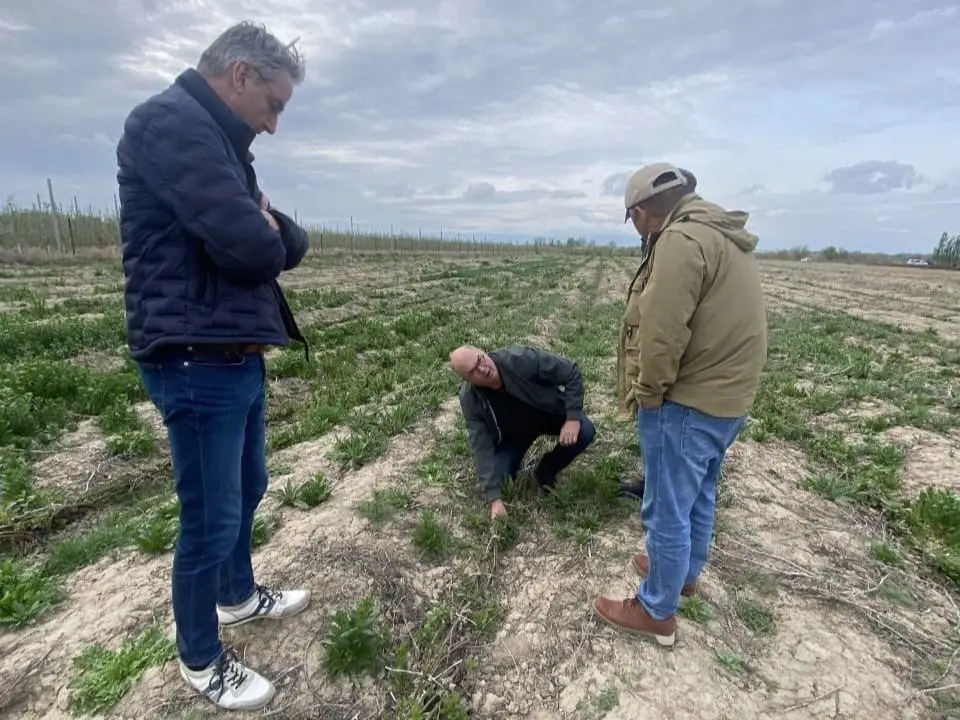 7000 подвоев яблони из Нидерландов завезли в Казахстан (2)