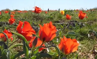 Экологическая акция в Туркестанской области: воспитание экологической культуры через защиту тюльпанов