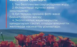 Тюльпаны Грейга в Казахстане: цветение привлекает туристов и требует охраны природы