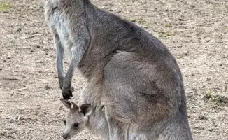 Рождение трех кенгуру в Алматинском зоопарке