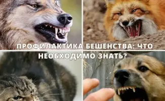 Профилактика бешенства и меры безопасности при укусах животных